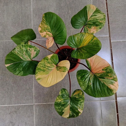 Homalomena 'Rubescens' Pink Variegated – Rare Tropical Aroid