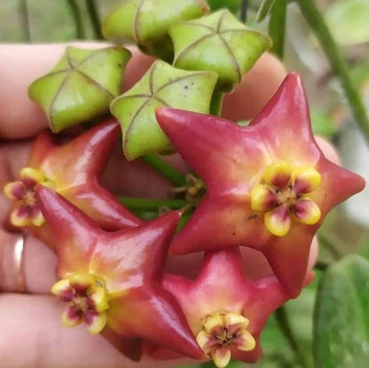 Hoya affinis (sp. Papua) – Rare Tropical Wax Plant