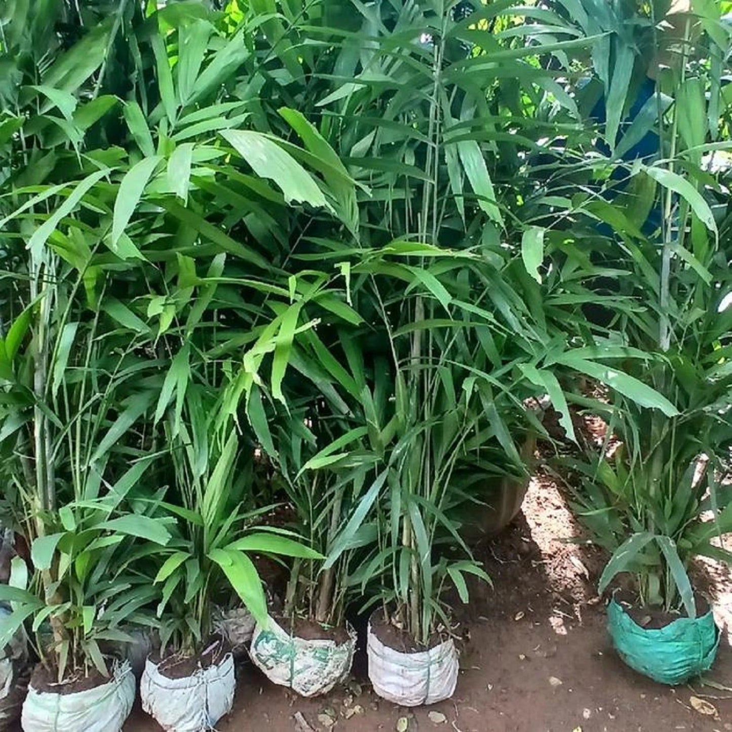 Macarthur Palm (Ptychosperma macarthurii) - Lush Cluster Tropical Palm