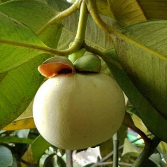 Variegated White Mangosteen (Manggis Putih Variegata) - Ultra-Rare Grafted Fruit Tree