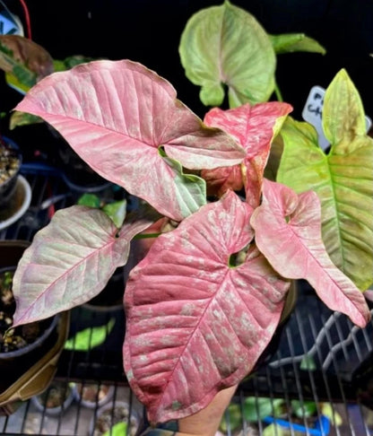 Syngonium 'Pink Venom' Variegated – Rare Aroid Collector’s Specimen
