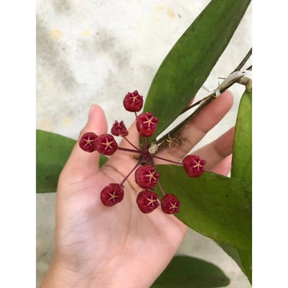 Hoya dahlia - Rare Tropical Wax Plant