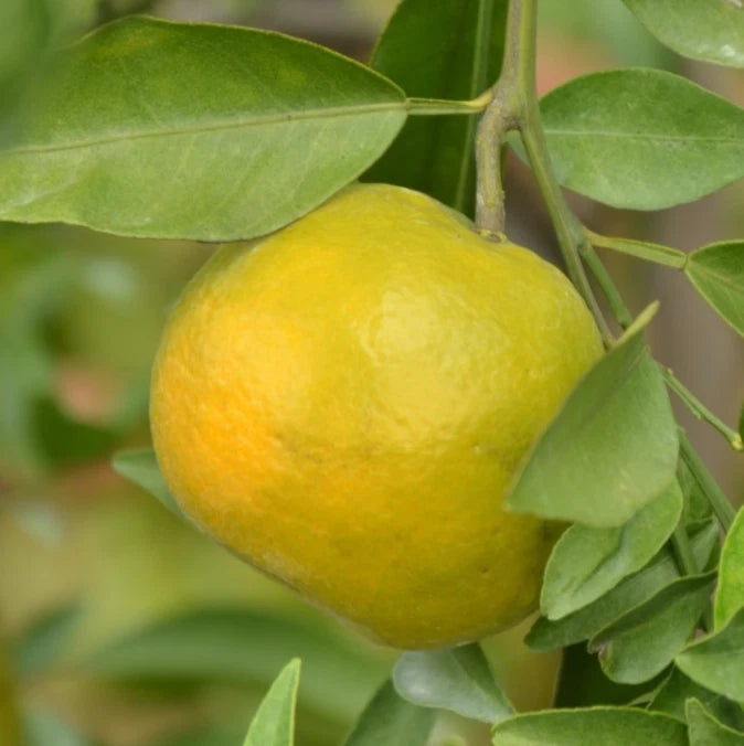 Keprok Orange Seeds 100 pcs (Citrus reticulata) – Premium Certified Sweet Mandarin Orange Fruit Tree Plant Seeds for Planting