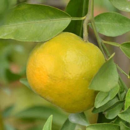 Keprok Orange Seeds 100 pcs (Citrus reticulata) – Premium Certified Sweet Mandarin Orange Fruit Tree Plant Seeds for Planting