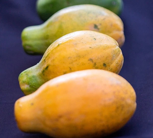 Rainbow Hawaii Papaya Seeds (Carica papaya 'Rainbow') – 150+ Premium Fresh Sweet Bi-Color Rainbow Hawaii Papaya Seeds