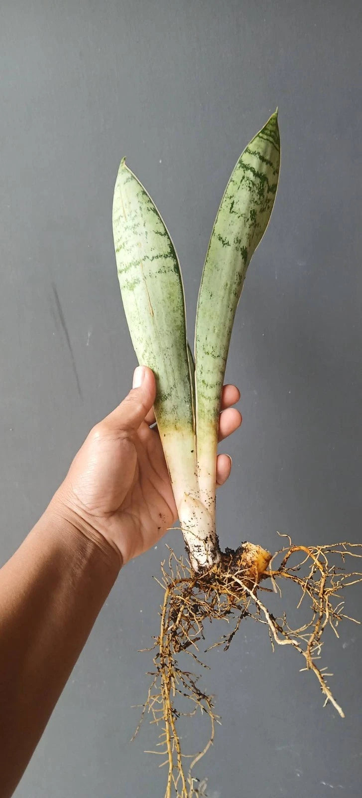 Sansevieria Aubrytiana 'Silver' – Rare Tropical Silver Variegated Snake Plant Indoor Living Specimen