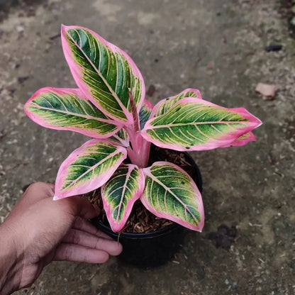 Aglaonema 'Lotus Delight' - Elegant & Harmonious Tropical Houseplant