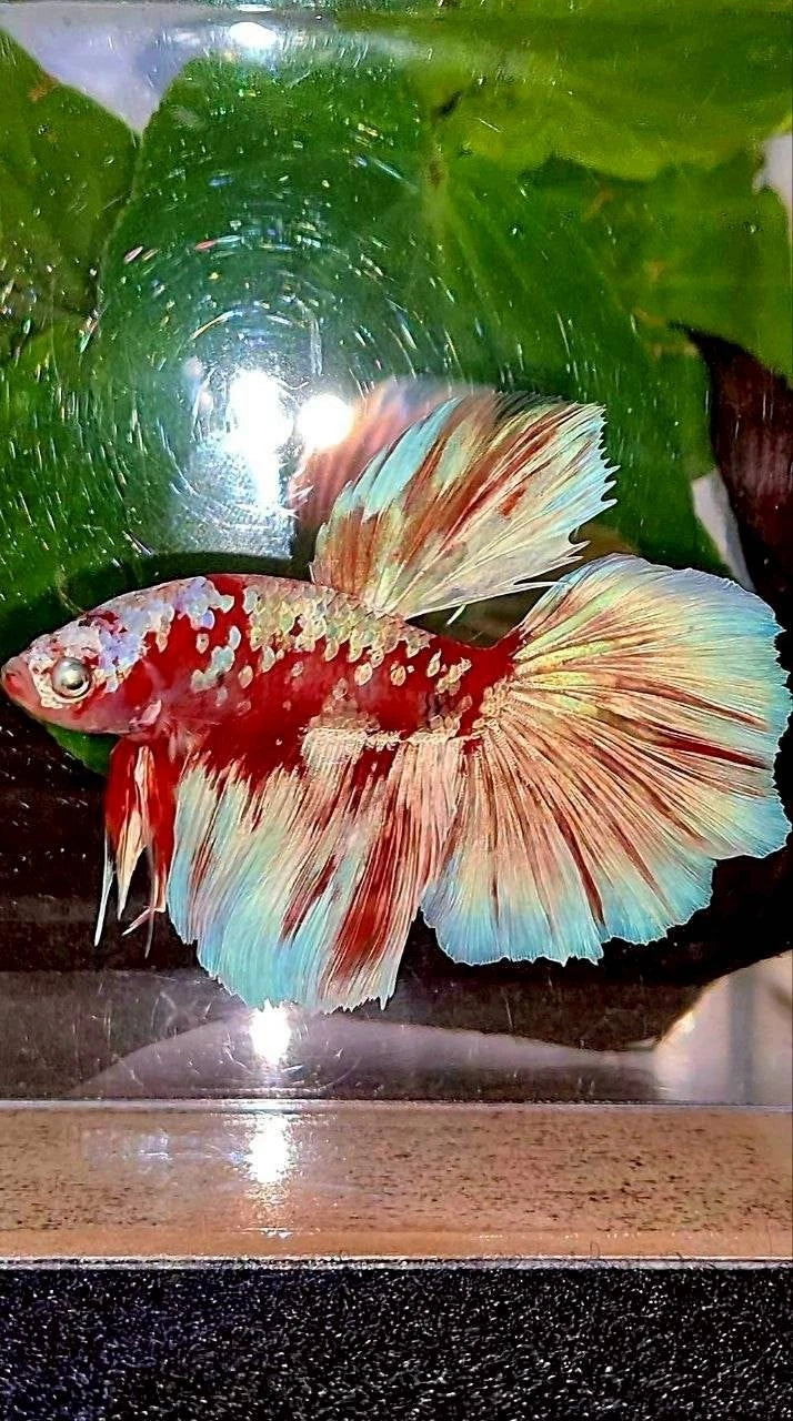 Rare Halfmoon Red Barongsai White Galaxy Multicolor - Premium Import Betta from Indonesia