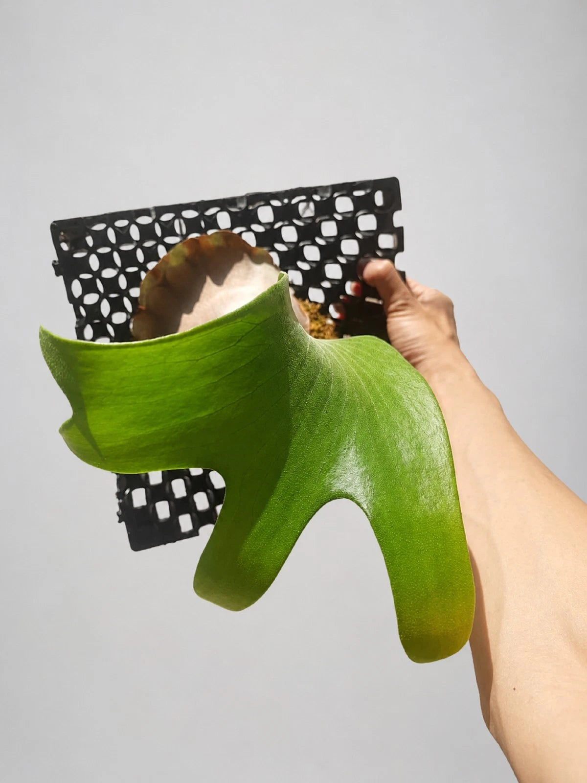 Platycerium Hillii 'Papuanum' - Rare Tropical Staghorn Fern (Mounted)