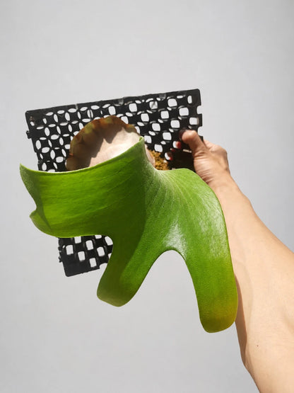 Platycerium Hillii 'Papuanum' - Rare Tropical Staghorn Fern (Mounted)