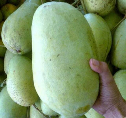 Premium Grafted Indramayu Mango Seedling - Sweet Tropical Fruit Fast Fruiting Plant