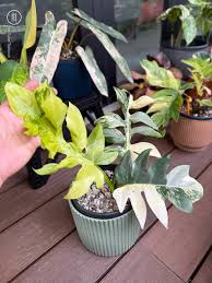 Philodendron Flobe x Distantilobum Variegated Rare Plant | Tropical Indoor Hybrid | Collector Philodendron