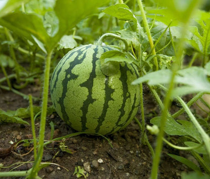 Mini Watermelon Seeds (Citrullus lanatus) – Premium 50+ Compact Sweet Personal-Sized Exotic Fruit Seeds for Planting (50+ Pcs)