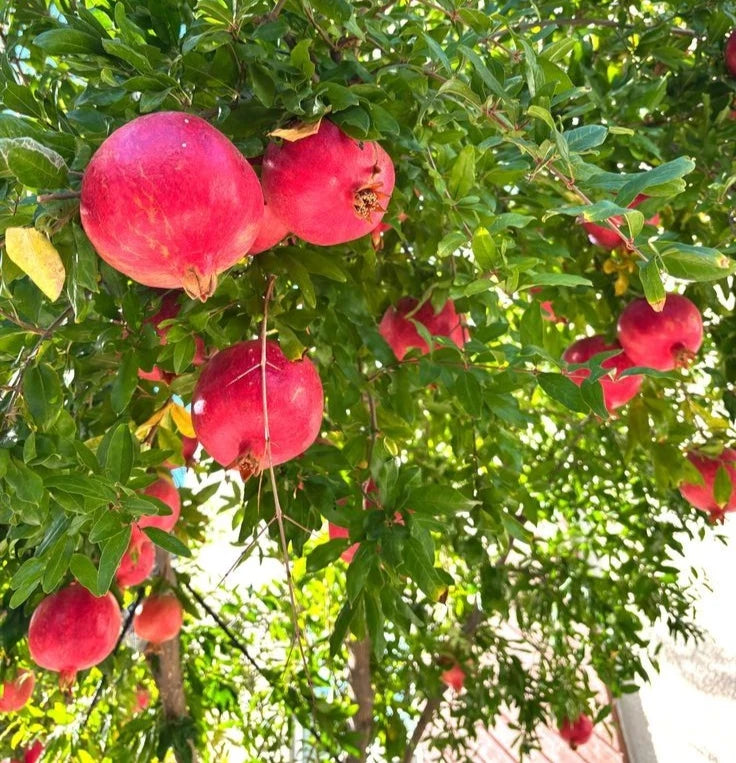 Bulk Kashmir Red Pomegranate Seeds (Punica granatum 'Kashmir Red') – 100+ Premium Fresh Rare Sweet Kashmir Red Pomegranate Seeds for Planting