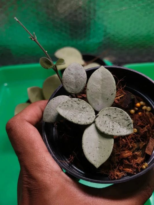 Hoya Mathilde Silver Chrome Rare Tropical Wax Plant (Splash-Leaved Epiphytic Hybrid Vine Specimen) – Premium Botanical Houseplant Seeds & Cuttings for Growing