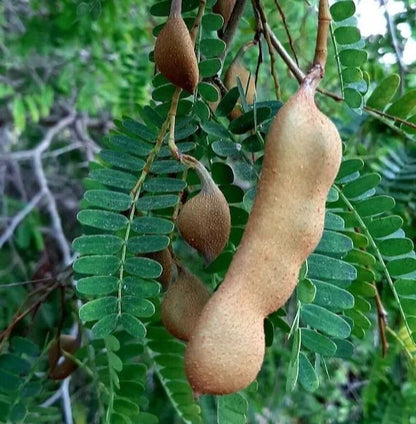 Java Tamarind Seeds 100 pcs (Tamarindus indica) - Premium Fruit Tree Indian Date Seeds