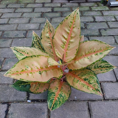 Aglaonema 'Leopard' - Bold & Patterned Tropical Houseplant