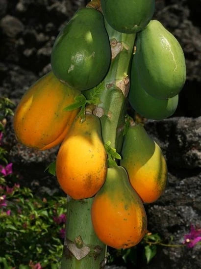 Diamond Head Papaya Seeds (Carica papaya var. Diamond Head) – Premium Sweet Red-Fleshed Tropical Fruit Tree Seeds for Planting (150 Pcs)