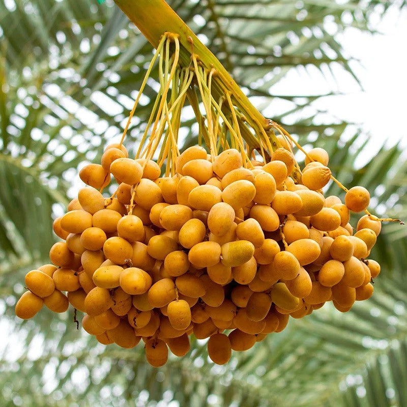 Halawi Dates Palm Seeds (Phoenix dactylifera var. Halawi) – Premium Sweet Soft Desert Date Fruit Tree Seeds for Planting (35 Pcs)