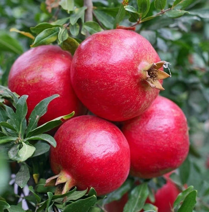 100+ 'Ambrosia' Pomegranate Seeds (Punica granatum) – Elite Sweet-Fleshed Botanical Specimen (Collectors Quality)