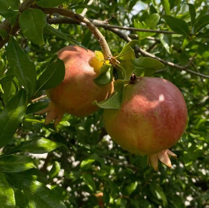 Premium Ambrosia Pomegranate Seeds (Punica granatum) – Sweet Exotic Fruit Seeds for Planting