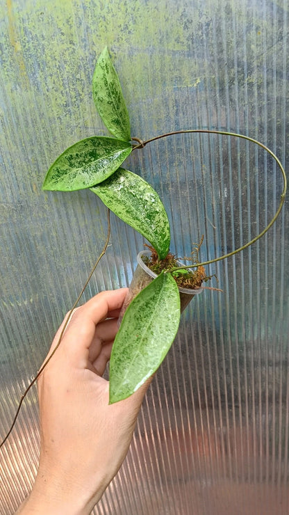Stunning Hoya Pottsii Silver – Rare Tropical Indoor & Outdoor Wax Plant