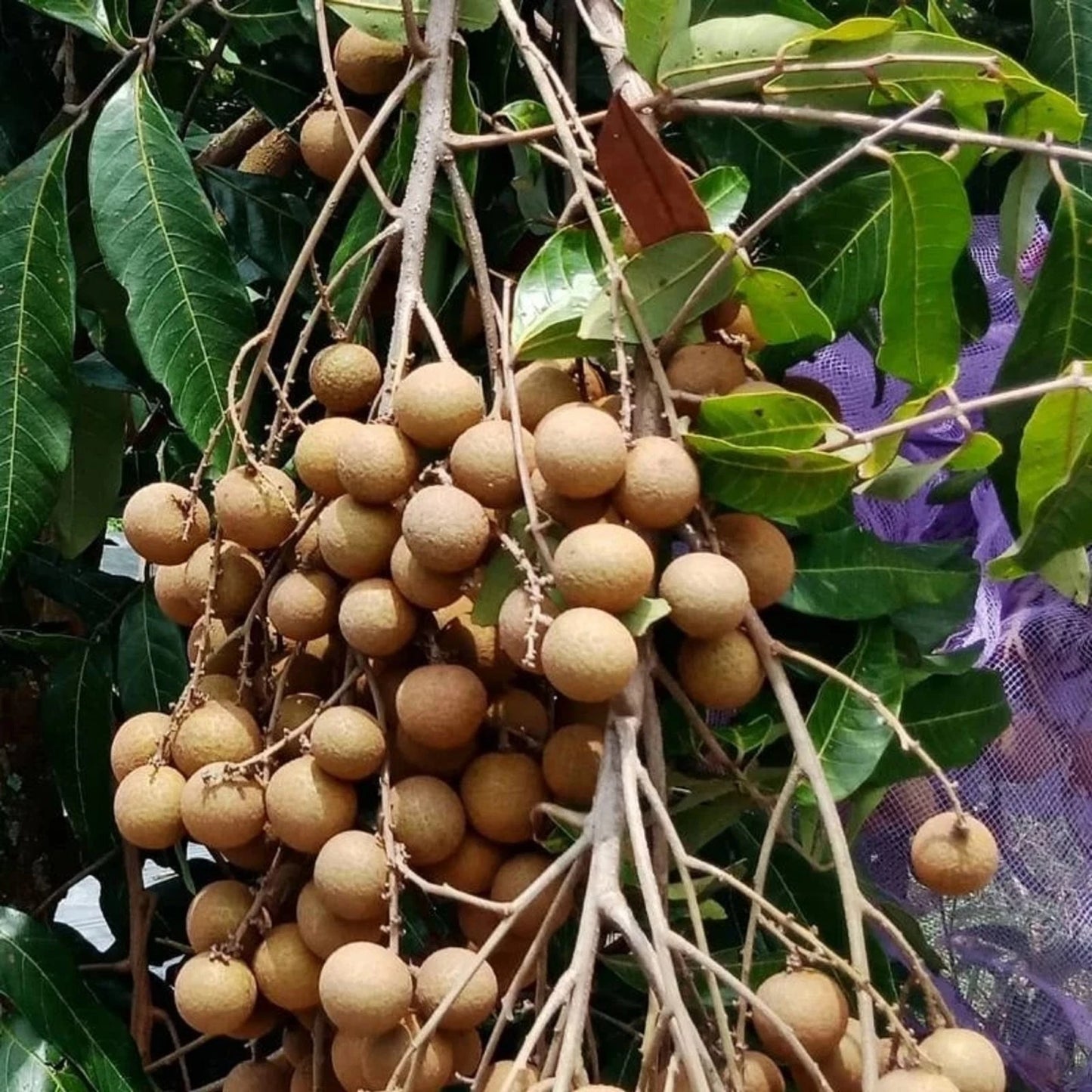 Grafted Puangray Longan Fruit Tree - Sweet Tropical Longan
