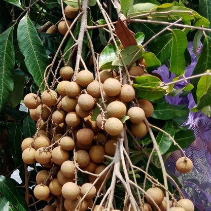 Grafted Puangray Longan Fruit Tree - Sweet Tropical Longan