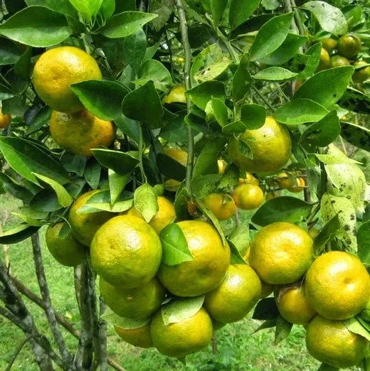 Siam Orange Seeds (Citrus sinensis) – Premium Certified High-Yield Sweet Citrus Fruit Tree Seeds for Planting (100 Pcs)