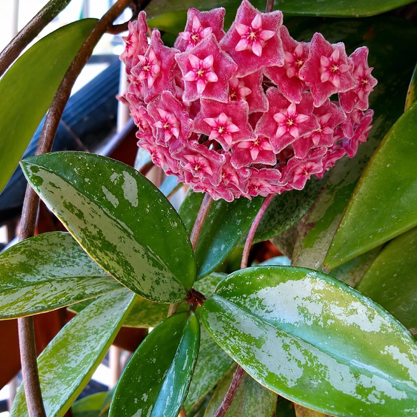 Rare Hoya Pubicalyx 'Splash' Live Plant - Premium Silver Splash Wax Plant
