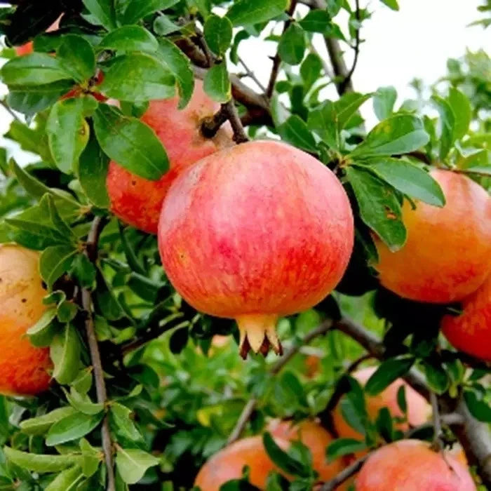Red Pomegranate Seeds (Punica granatum var. Red Pomegranate) – Classic Ruby-Red Sweet Fruit Seeds for Planting (100+ Pcs)