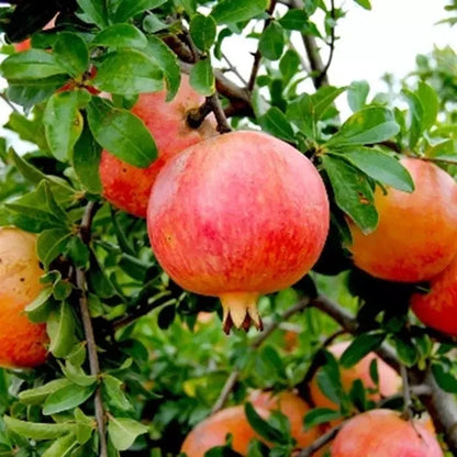 Red Pomegranate Seeds (Punica granatum var. Red Pomegranate) – Classic Ruby-Red Sweet Fruit Seeds for Planting (100+ Pcs)