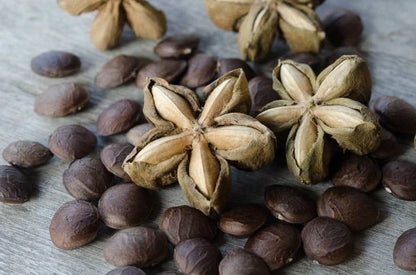 Sacha Inchi Nuts Seeds 50+ pcs (Plukenetia volubilis) – Premium Certified Inca Peanut Superfood Plant Seeds for Planting