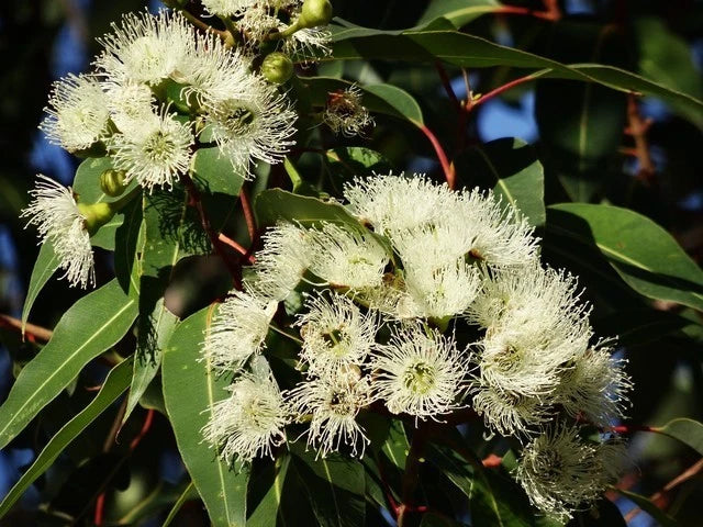 1,000+ Cajuput Tree Eucalyptus Oil Seeds (Melaleuca cajuputi) – Premium Certified Medicinal & Aromatic Tree Plant Seeds for Planting
