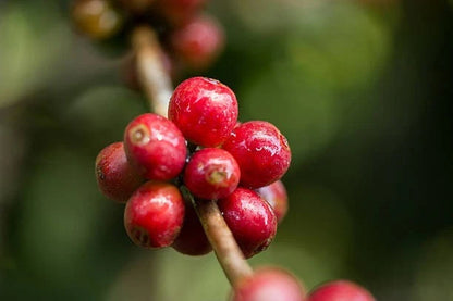 Centroamericano H1 Coffee Seeds (120+ Bulk Seeds, Coffea sp. H1) – High-Yield F1 Hybrid Disease-Resistant Gourmet Coffee Bean Plant Seeds for Planting