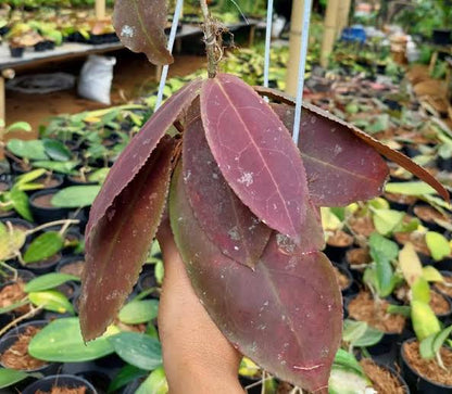 Rare Hoya Undulata Red Live Plant - Exotic Tropical Wax Plant