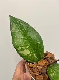 Hoya sp Aceh Bird of Paradise Rare Wax Plant | Tropical Indoor Outdoor Hoya | Exotic Collector Houseplant