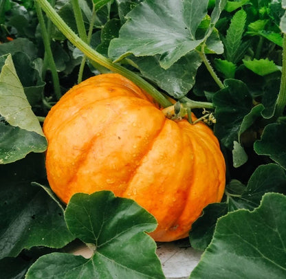 Fresh Yellow Pumpkin Seeds (Cucurbita moschata) – 100++ Premium Heirloom Yellow Pumpkin / Sweet Tropical Squash Seeds for Planting