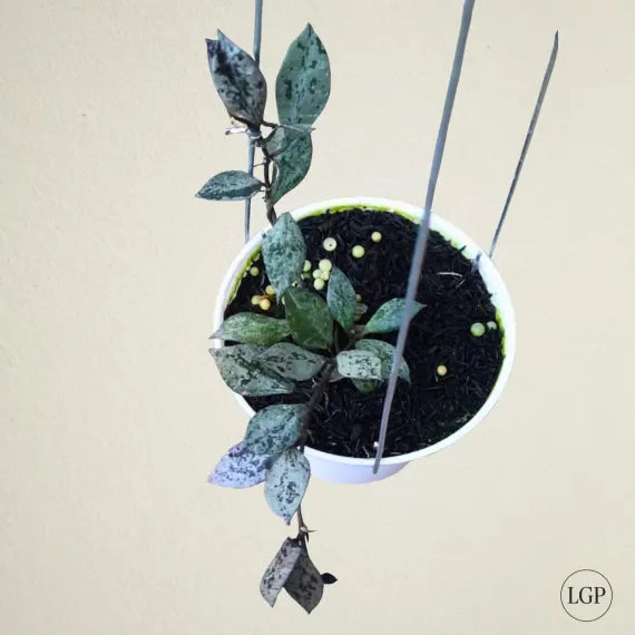 Hoya Lacunosa ‘Black Aurora’ Rare Wax Plant | Tropical Indoor Houseplant | Dark Leaf Hoya | Rooted Live Plant