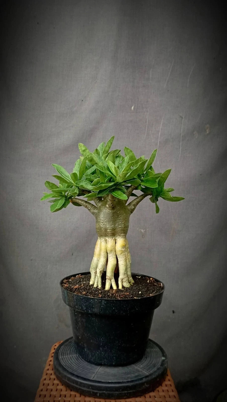 Adenium 'Golden Root' Bonsai - Premium Tropical Desert Rose