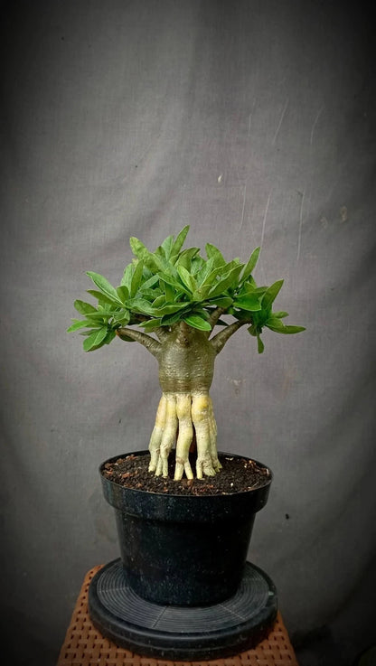 Adenium 'Golden Root' Bonsai - Premium Tropical Desert Rose