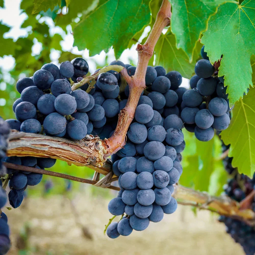 Concord Grape Seeds (Vitis labrusca 'Concord') – Premium Certified American Table & Juicing Grape Fruit Vine Seeds for Planting