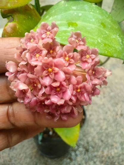 Hoya Glabra - Rare & Glossy Tropical Wax Plant