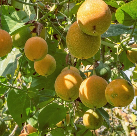 Yellow Passionfruit Seeds 150+ pcs (Passiflora ligularis) – Premium Certified Yellow Granadilla Sweet Passion Fruit Vine Plant Seeds for Planting