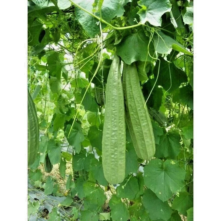 Smooth Luffa Sponge Gourd Seeds (Luffa aegyptiaca) – 1,000+ Bulk Premium Seeds