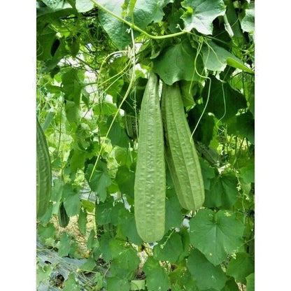 Smooth Luffa Sponge Gourd Seeds (Luffa aegyptiaca) – 1,000+ Bulk Premium Seeds