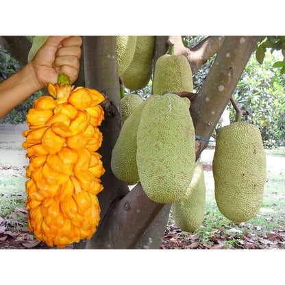 Grafted Cempedak Fruit Tree - Sweet Aromatic Tropical Variety