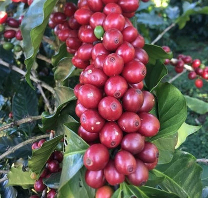 Certified Liberica Coffee (Coffea liberica) – 2000+ Premium Grade Seeds