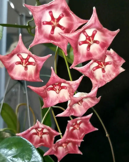 Rare Hoya Kaimuki Sp. Papua Live Plant - Exotic Tropical Wax Plant