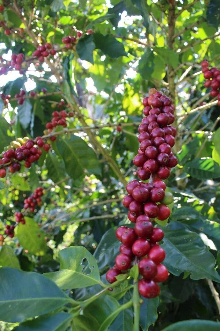 Catuai Coffee Seeds (120+ Bulk Seeds, Coffea arabica var. Catuai) – Premium High-Yield Specialty Coffee Plant Seeds for Planting